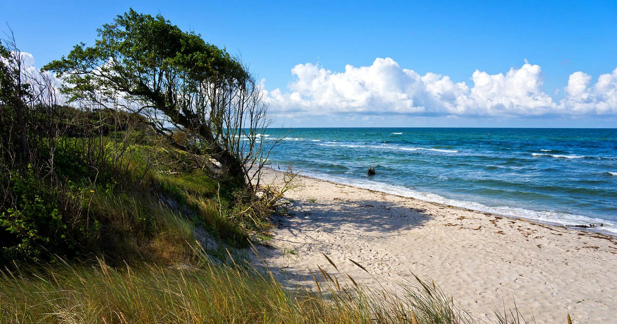 Weststrand auf dem Darß mit windgeformten Bäumen