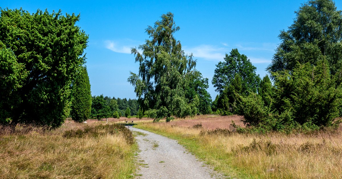 Lila blühende Heideflächen in der Lüneburger Heide