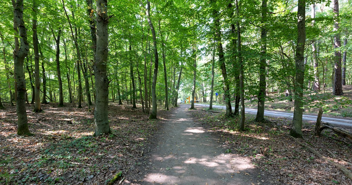 Wald und Seenlandschaft im Müritz-Nationalpark bei Speck