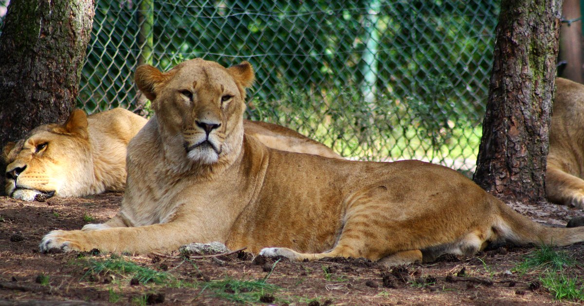 Serengeti-Park Hodenhagen – Safari